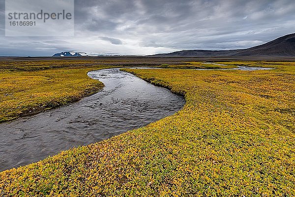 Herbstlich gefärbte Arktische Weide oder Arktis-Weide (Salix arctica) bedeckt die Ufer eines Baches  nahe Laugafell  Hochland  Island  Europa