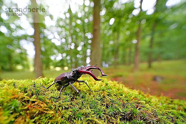 Hirschkäfer (Lucanus cervus) auf einem Moospolster im Wald  Solms  Hessen  Deutschland  Europa