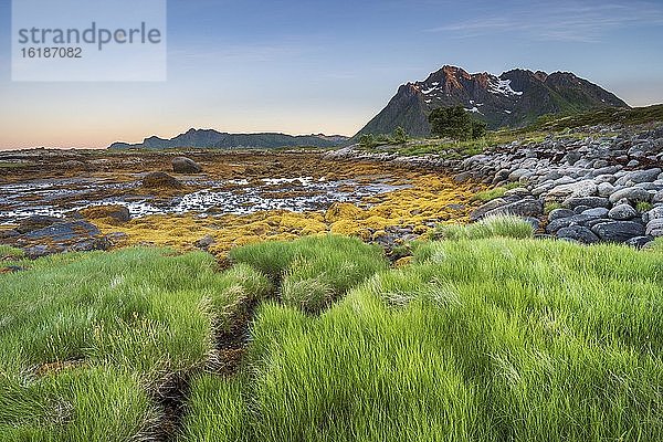 Felsküste mit Gras und Seetang  hinten Lofotenberge  Valberg  Lofoten  Nordland  Norwegen  Europa