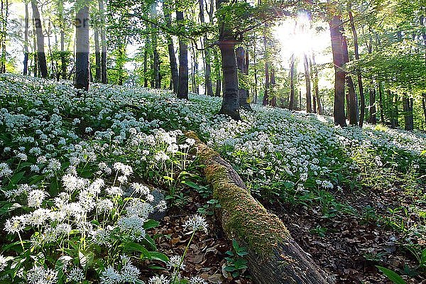 Blühender Bärlauch (Allium ursinum)  Buchenwald  Gegenlicht  Greifenstein  Hessen  Deutschland  Europa