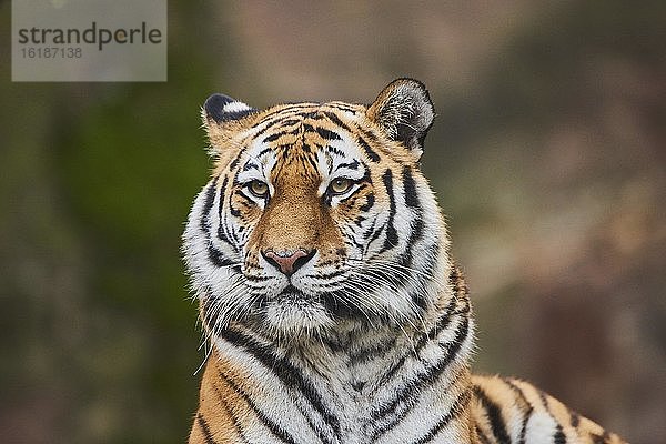 Sibirischer Tiger (Panthera tigris tigris)  Portrait  captive  Deutschland  Europa