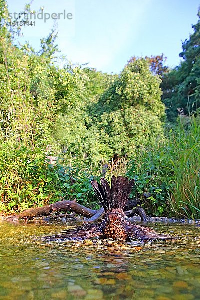 Amsel (Turdus merula) Jungvogel badet im flachen Wasser  Deutschland  Europa