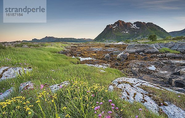 Felsküste mit Gras und Seetang  hinten Lofotenberge  Valberg  Lofoten  Nordland  Norwegen  Europa