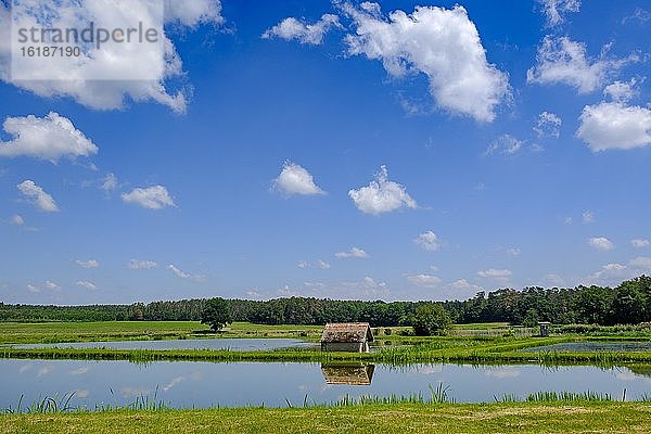 Fischweiher  Karpfenteiche  Karpfenzucht  bei Gottesgab  Uehlfelder Karpfenrundweg  Uehlfeld  Aischgrund  Mittelfranken  Franken  Deutschland  Europa