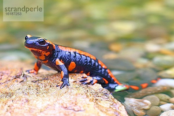 Oranger Feuersalamander (Salamandra salamandra)  Seltene Farbvariante  Solms  Hessen  Deutschland  Europa
