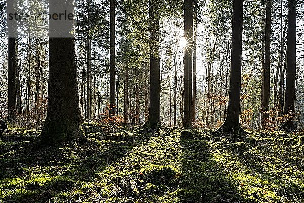 Fichtenwald (Picea abies) im Gegenlicht mit Sonnenstern  Thüringer Wald  Thüringen  Deutschland  Europa