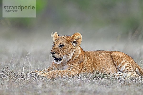 Junger Löwe (Panthera leo)  Massai-Mara-Wildschutzgebiet  Kenia  Afrika