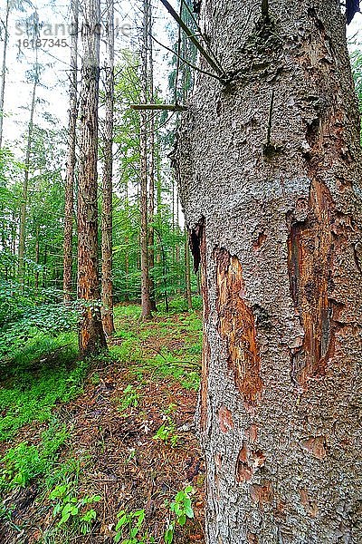 Waldsterben durch Borkenkäfer und Trockenheit  abgestorbene Fichten  Solms  Hessen  Deutschland  Europa