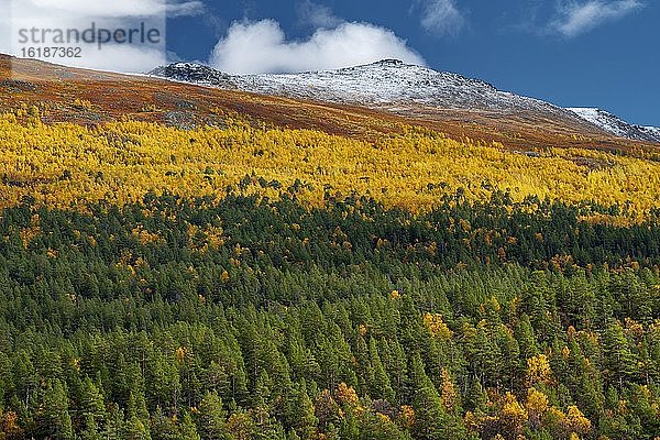 Bewaldeter Berghang  bunte Vegetation und verfärbte Birken im Herbst  Ruska Aika  Indian Summer  Altweibersommer