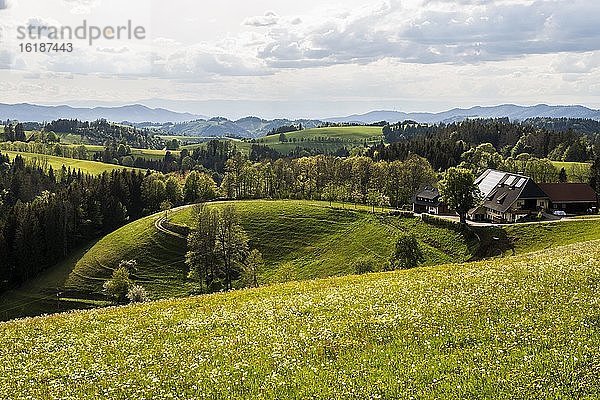 Sommerliche Hügellandschaft und Bauernhaus  Thurner  bei Hinterzarten  Schwarzwald  Baden-Württemberg  Deutschland  Europa