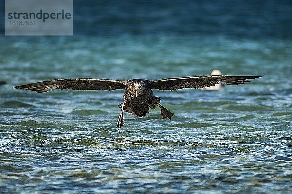 Riesensturmvogel (Macronectes giganteus) landet auf dem Wasser  Settlement  Saunders Island  Falkland Inseln  Großbritannien  Europa