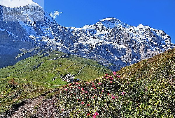 Alpenrosen auf der Kleinen Scheidegg vor Mönch und Jungfrau-Massiv  UNESCO-Weltnaturerbe  Wengen  Jungfrau-Region  Berner Alpen  Berner Oberland  Kanton Bern  Schweiz  Europa