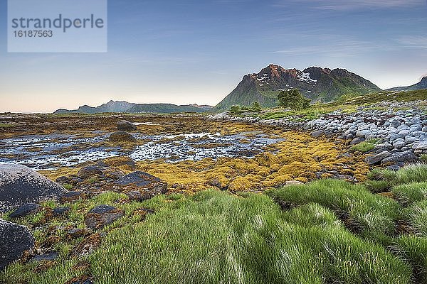Felsküste mit Gras und Seetang  hinten Lofotenberge  Valberg  Lofoten  Nordland  Norwegen  Europa