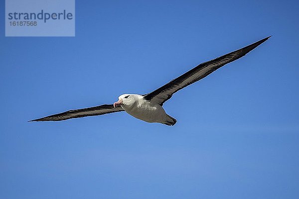 Schwarzbrauenalbatros (Thalassarche melanophris) im Flug  Saunders Island  Falklandinseln  Südamerika