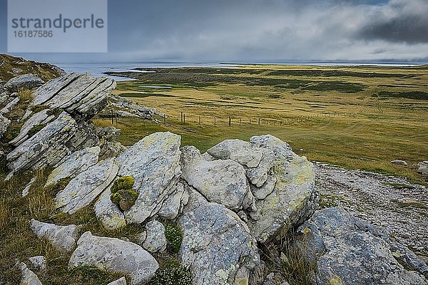 Landschaft auf Carcass Island  Falkland Inseln  Großbritannien  Europa