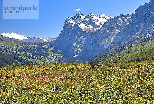 Blühende Bergwiese auf der Kleinen Scheidegg mit Wetterhorn  UNESCO-Weltnaturerbe  Wengen  Jungfrau-Region  Berner Alpen  Berner Oberland  Kanton Bern  Schweiz  Europa