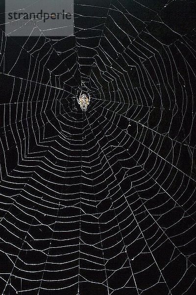 Eine orbwebende Spinne (Eriophora fuliginea) in der Mitte ihres Netzes  Costa Rica  Mittelamerika
