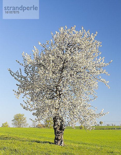 Einzelner Kirschbaum (Prunus) in Blüte  Meißen  Sachsen  Deutschland  Europa