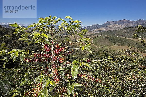 Kaffeepflanze voller Bohnen  Kaffeeplantage bei Carmo de Minas  Minas Gerais  Brasilien  Südamerika