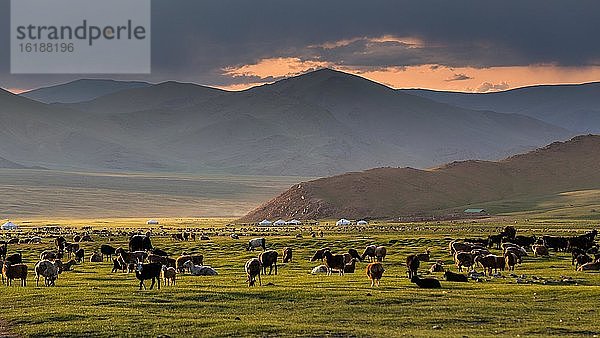 Ziegenherde mit Jurten im Abendlicht  Provinz Govi Altai  Mongolei  Asien