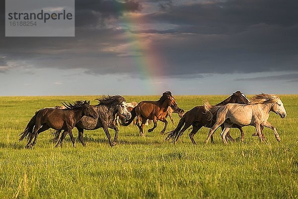 Pferdeherde vor Regenbogen in der mongolische Steppe  Provinz Khentii  Mongolei  Asien