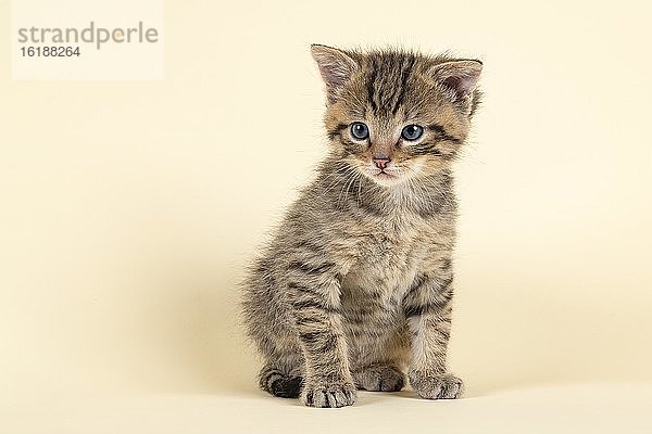 Europäische Wildkatze (Felis silvestris)  Jungtier  sitzend  captive  8 Wochen  Studioaufnahme  Österreich  Europa