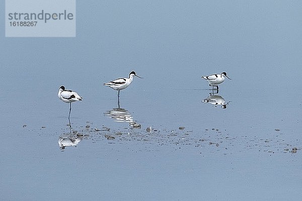 Säbelschnäbler (Recurvirostra avosetta) im Wasser  Spiegelung  Nationalpark Neusiedler See  Burgenland  Österreich  Europa