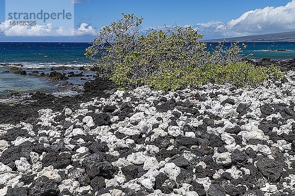 Lava und Korallen mit knorrigen Bäumen  Holoholokai Beach Park  Big Island  Hawaii  USA  Nordamerika