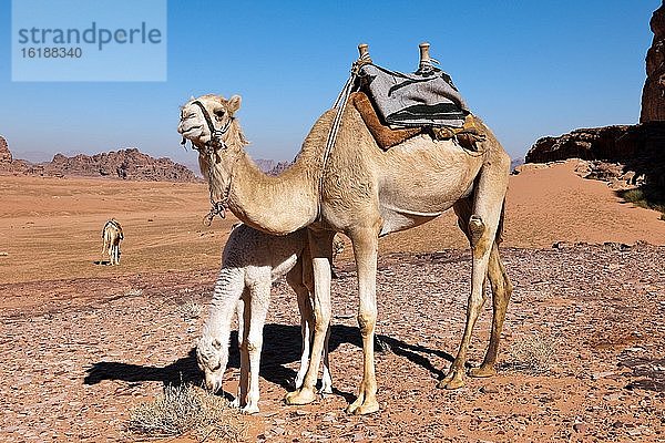 Dromedar (Camelus dromedarius) mit Kalb  Wadi Rum  Jordanien  Asien