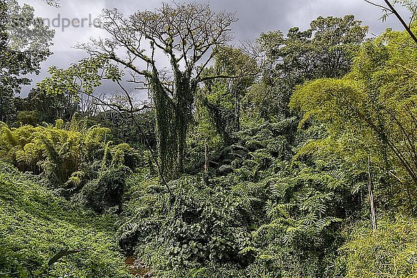 Regenwald mit Riesenfarnen  'Akaka Falls State Park  Big Island  Hawaii