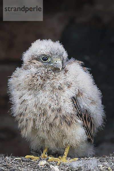 Junger Turmfalke (Falco tinnunculus) im Nest  Niederösterreich  Österreich  Europa