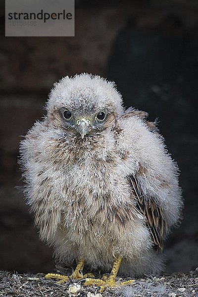 Junger Turmfalke (Falco tinnunculus) im Nest  Niederösterreich  Österreich  Europa