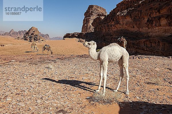 Dromedar (Camelus dromedarius)  Kalb  Wadi Rum  Jordanien  Asien