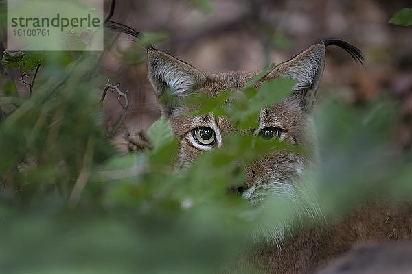 Eurasischer Luchs oder Nordluchs (Lynx lynx)  Saarbrücken  Saarland  Deutschland  Europa