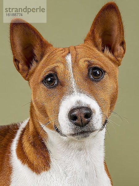 Basenji oder Kongo-Terrier (Canis lupus familiaris)  Tierportrait  Jungtier  6 Monate  rot-weiß  Studioaufnahme  Österreich  Europa