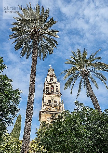 Kirchturm zwischen Palmen  Mezquita-Catedral de Córdoba oder Kathedrale der Empfängnis unserer Lieben Frau  Córdoba  Provinz Cordoba  Andalusien  Spanien  Europa