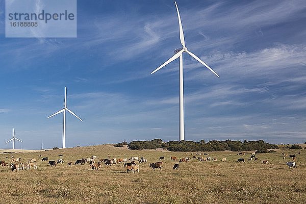 Rinderherde vor Windkraftanlagen  Provinz Cádiz  Spanien  Europa