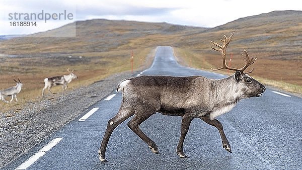 Ren (Rangifer tarandus) überquert Straße  Finnmark  Norwegen  Europa