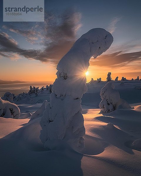 Verschneite Bäume in Winerlandschaft  Berg Kandalaksha  Arktische Region  Murmansk  Russland  Europa