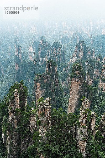 Avatar Mountains bei Nebel  Zhangjiajie National Park  China  Asien