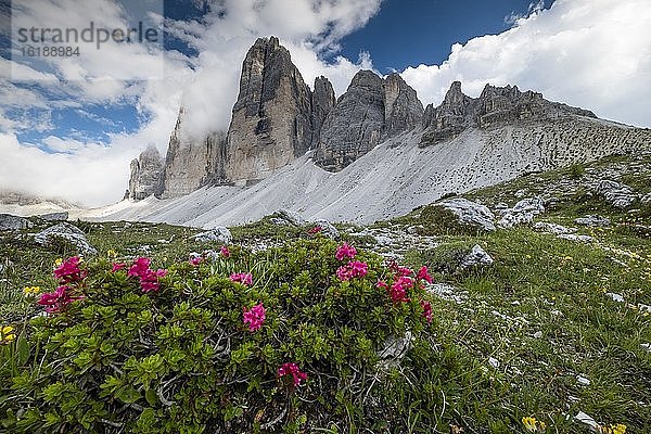 Tre Cime di Lavaredo oder Drei Zinnen  Dolomiten  Dolomiten  Alpen  Venetien  Italien  Europa