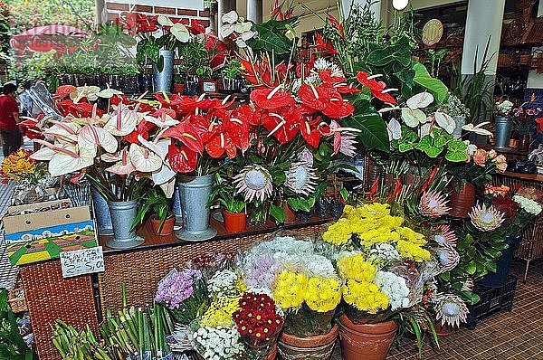 Verschiedene Blumenarten in Verkaufsstand  Blumenmarkt  Funchal  Madeira  Portugal  Europa