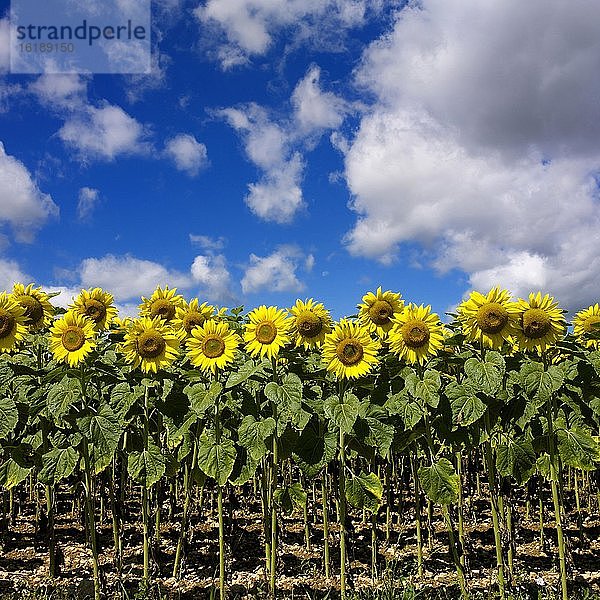 Sonnenblumenfeld  blühend  mit Wolkenhimmel  Department Puy de Dome  Auvergne-Rhone-Alpes  Frankreich  Europa