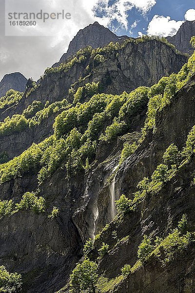 Felswände mit Baumbewuchs  Cirque du Fer a Cheval  Sixt-Fer-à-Cheval  Departement Haute-Savoie  Auvergne-Rhone-Alpes  Frankreich  Europa