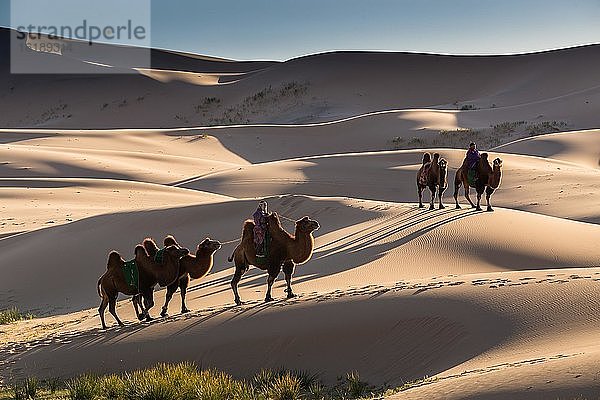 Kamelhirten mit Kamelen in Sanddünen der Wüste Gobi  Provinz Umnugobi  Mongolei  Asien