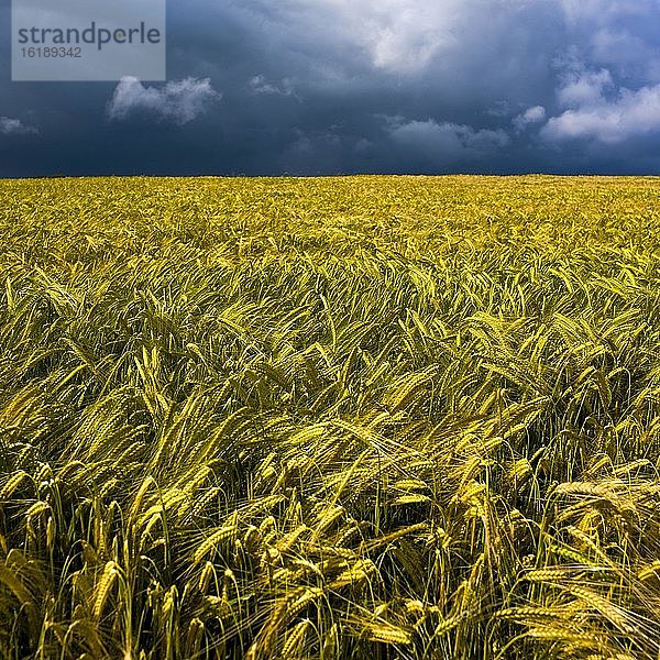 Gerstenfeld vor dunklem Himmel  Department Puy de Dome  Auvergne-Rhone-Alpes  Frankreich  Europa