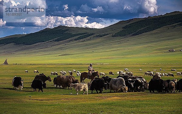 Mongolischer Hirte mit Herde Yaks  Provinz Arkhangai  Mongolei  Asien