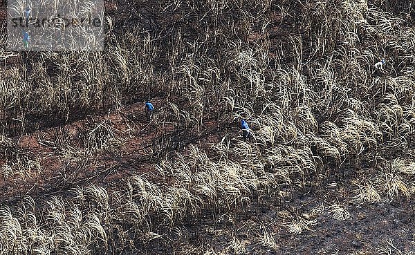 Mähdrescher arbeiten auf verbrannten Zuckerrohrplantagen  Sao Paulo  Brasilien  Südamerika