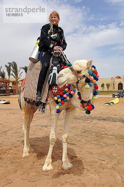 Taucherin sitzt in Ausrüstung auf Dromedar (Camelus dromedarius)  El Gouna  Ägypten  Afrika
