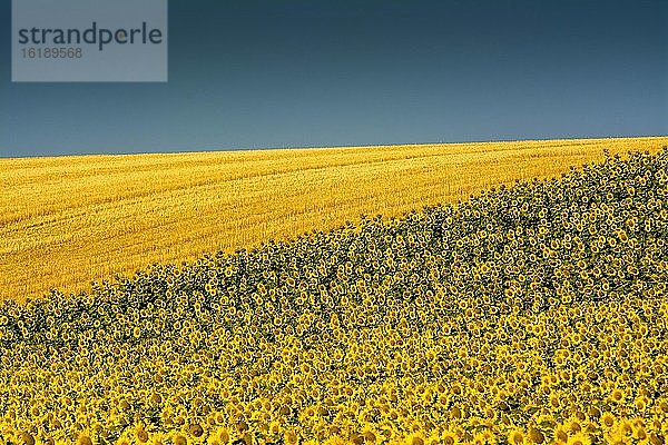 Sonnenblumenfeld  Department Puy de Dome  Auvergne-Rhône-Alpes  Frankreich  Europa